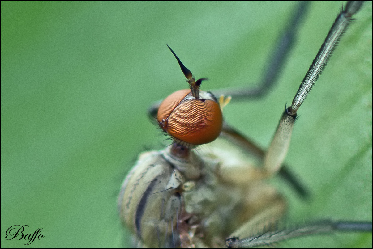 Empididae genere Empis, (forse E. livida)??